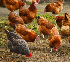 圈养鸡假冒土鸡的现象，如何分辨纯土鸡？